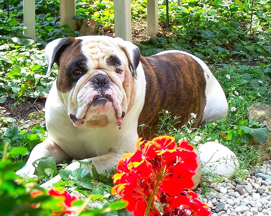 Diabolo a rejoint le concours — aidez-le/la à gagner de superbes lots ! american_bulldog, australian_bulldog, british_bulldogs, bulldog, canidae, carnivore, companion_dog, dog, dog_breed, dorset_olde_tyme_bulldogge, mammal, non_sporting_group, old_english_bulldog, olde_english_bulldogge, rare_breed_dog, renascence_bulldogge, snout, toy_bulldog, vertebrate, white_english_bulldog