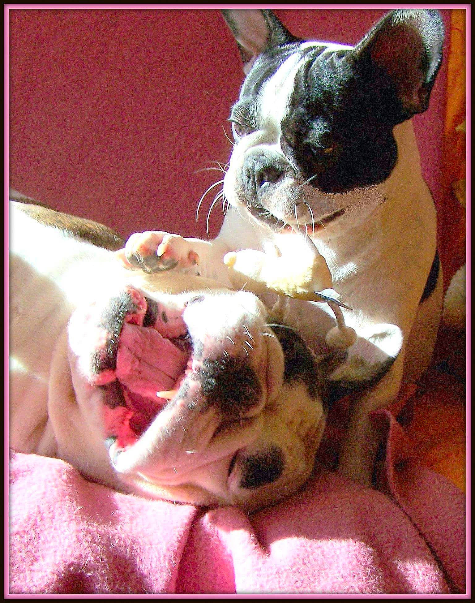 Diabolo a rejoint le concours — aidez-le/la à gagner de superbes lots ! boston_terrier, bulldog, canidae, carnivore, companion_dog, dog, dog_breed, ear, fawn, french_bulldog, mammal, non_sporting_group, photo_caption, puppy_love, snout, toy_bulldog, vertebrate, whiskers