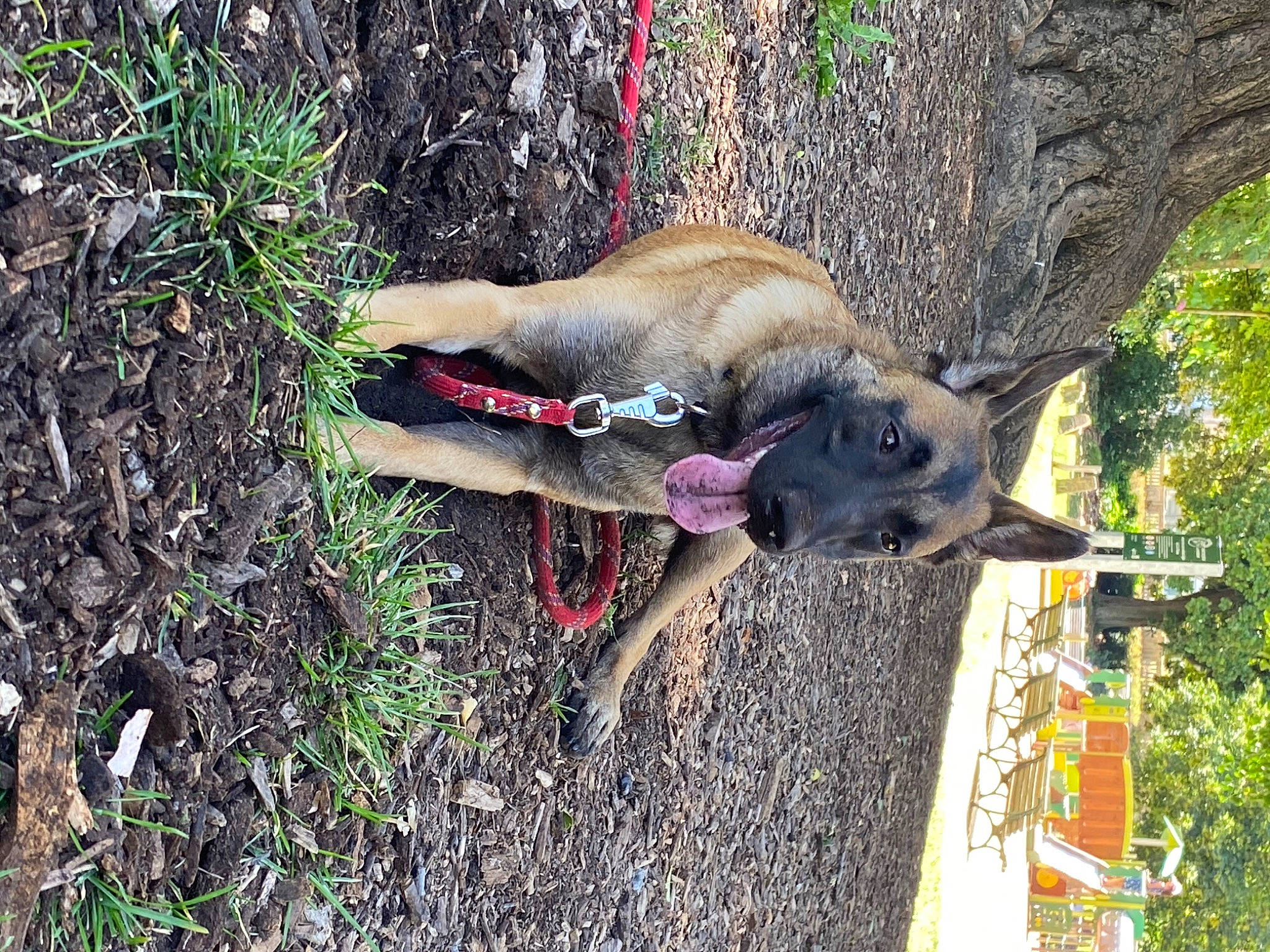 Tika a rejoint le concours — aidez-le/la à gagner de superbes lots ! biting, canidae, carnivore, collar, dog, dog_breed, fawn, grass, old_german_shepherd_dog, pet_supply, plant, snout, sporting_group, tail, terrestrial_animal, tree, working_animal