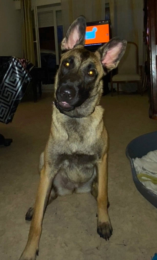 Tika a rejoint le concours — aidez-le/la à gagner de superbes lots ! canidae, carnivore, companion_dog, dog, dog_breed, fawn, fur, german_shepherd_dog, guard_dog, herding_dog, picture_frame, snout, sporting_group, tail, terrestrial_animal, treeing_tennessee_brindle, whiskers, working_animal, working_dog