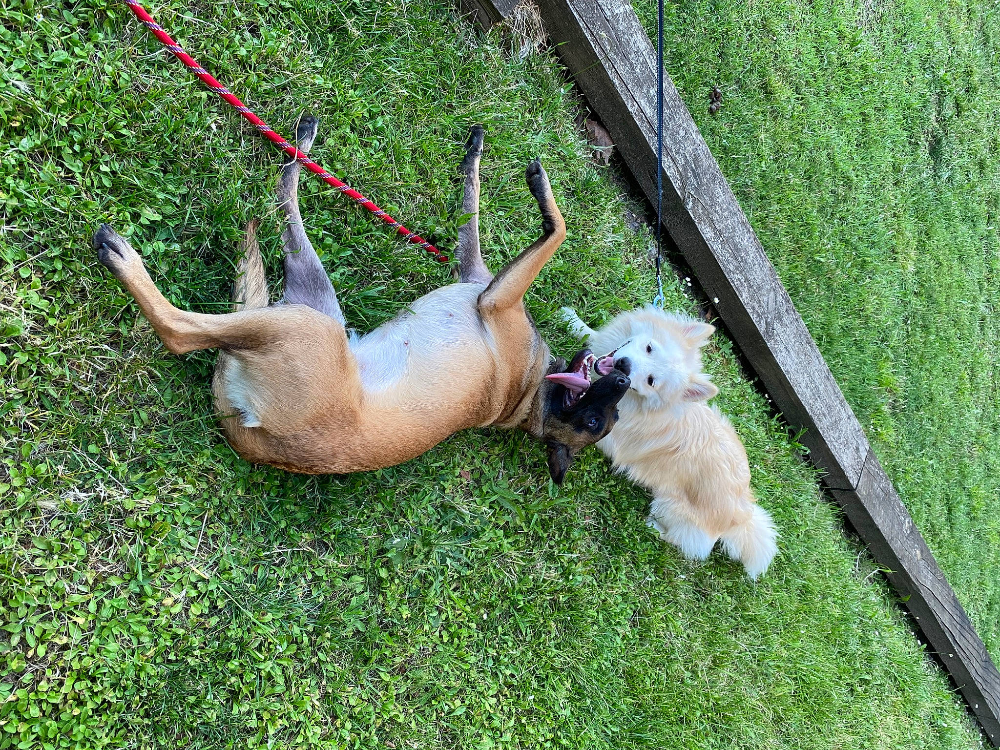 Tika a rejoint le concours — aidez-le/la à gagner de superbes lots ! canidae, carnivore, companion_dog, corgi_chihuahua, dog, dog_breed, fawn, fence, garden_hose, grass, leash, non_sporting_group, plant, sporting_group, tail, terrestrial_animal, toy_dog, wildlife