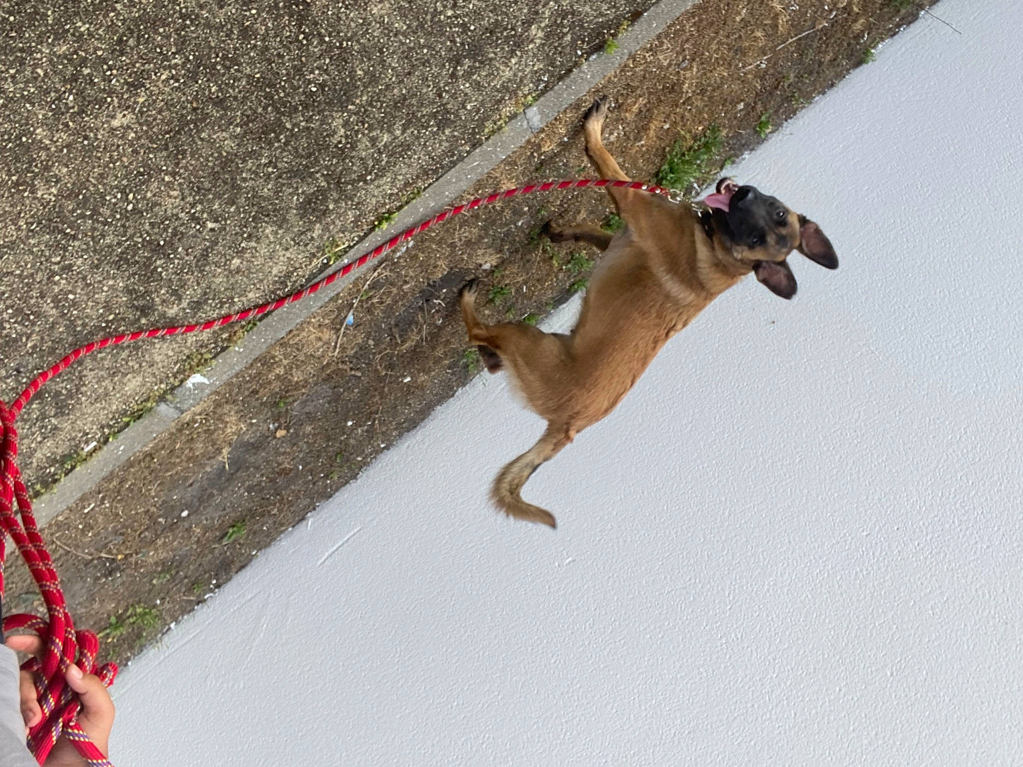 Tika participe au concours pour gagner de l'argent avec cette photo : canidae, carnivore, collar, dog, dog_breed, dog_collar, fawn, paw, pet_supply, slope, snow, sporting_group, tail, terrestrial_animal, working_animal