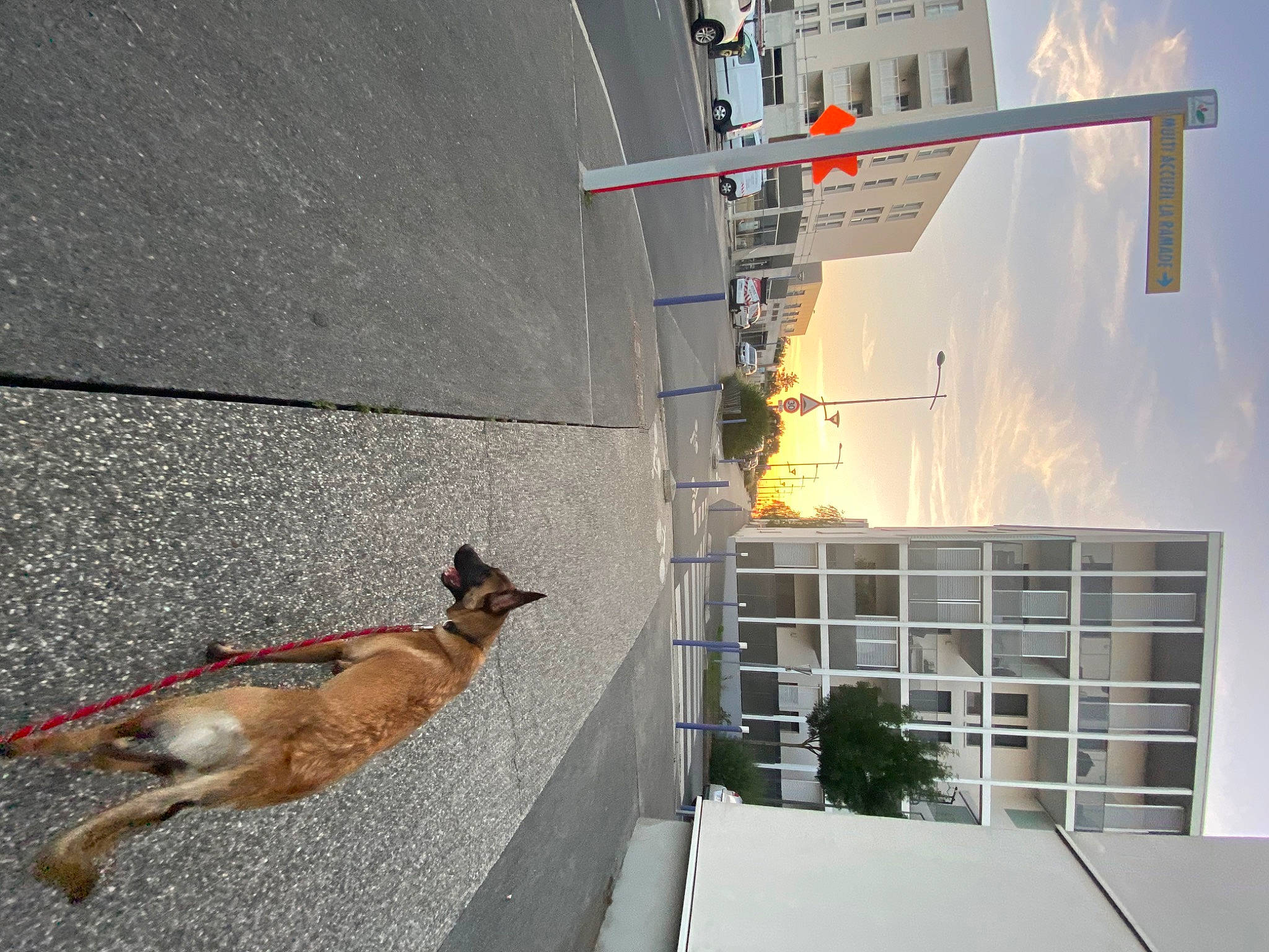 Tika a rejoint le concours — aidez-le/la à gagner de superbes lots ! asphalt, building, city, composite_material, condominium, electrical_supply, electricity, facade, fawn, line, mixed_use, plant, road, road_surface, sky, tail, terrestrial_animal, urban_design, wall, wood