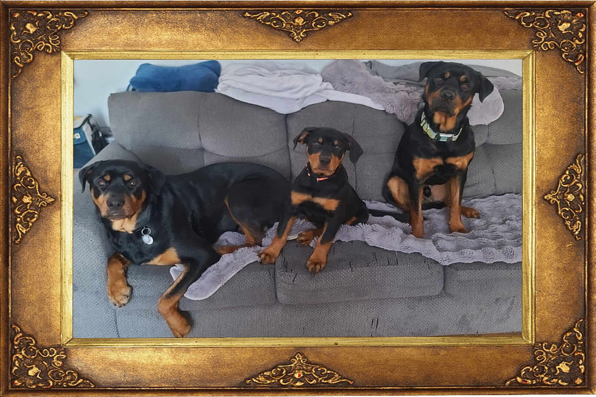 Luka Arlo And Ryett is registered to the contest to win money with this photo: rottweiler, dog, couch, blanket, pet, indoor, animal, three_dogs, resting, fur, canine, domestic_animal, living_room, collar, black_and_tan, furniture, relaxing, companionship, portrait, framed_photo