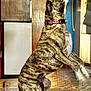 Bella Chastain is registered to the contest to win money with this photo: dog, brindle, jumping, indoor, kitchen, floor, collar, pet, canine, tile_floor, wooden_door, appliance, tail, fur, domestic_animal, animal, playful, motion, household, looking_up