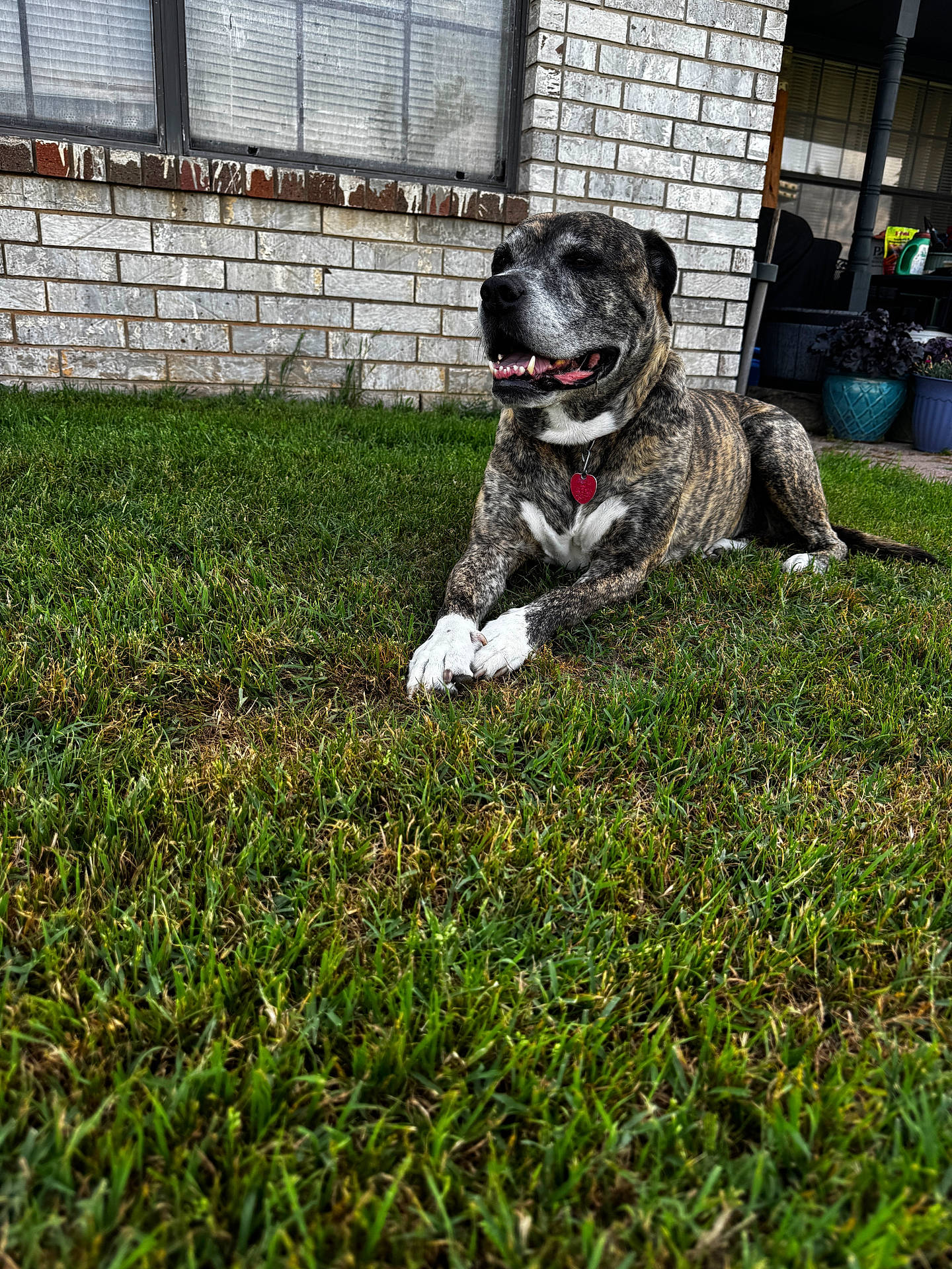 animal, brick_wall, brindle, canine, collar, crossed_paws, daytime, dog, grass, happy, lawn, outdoor, paws, pet, portrait, relaxed, sunlight, tag, tongue_out, window