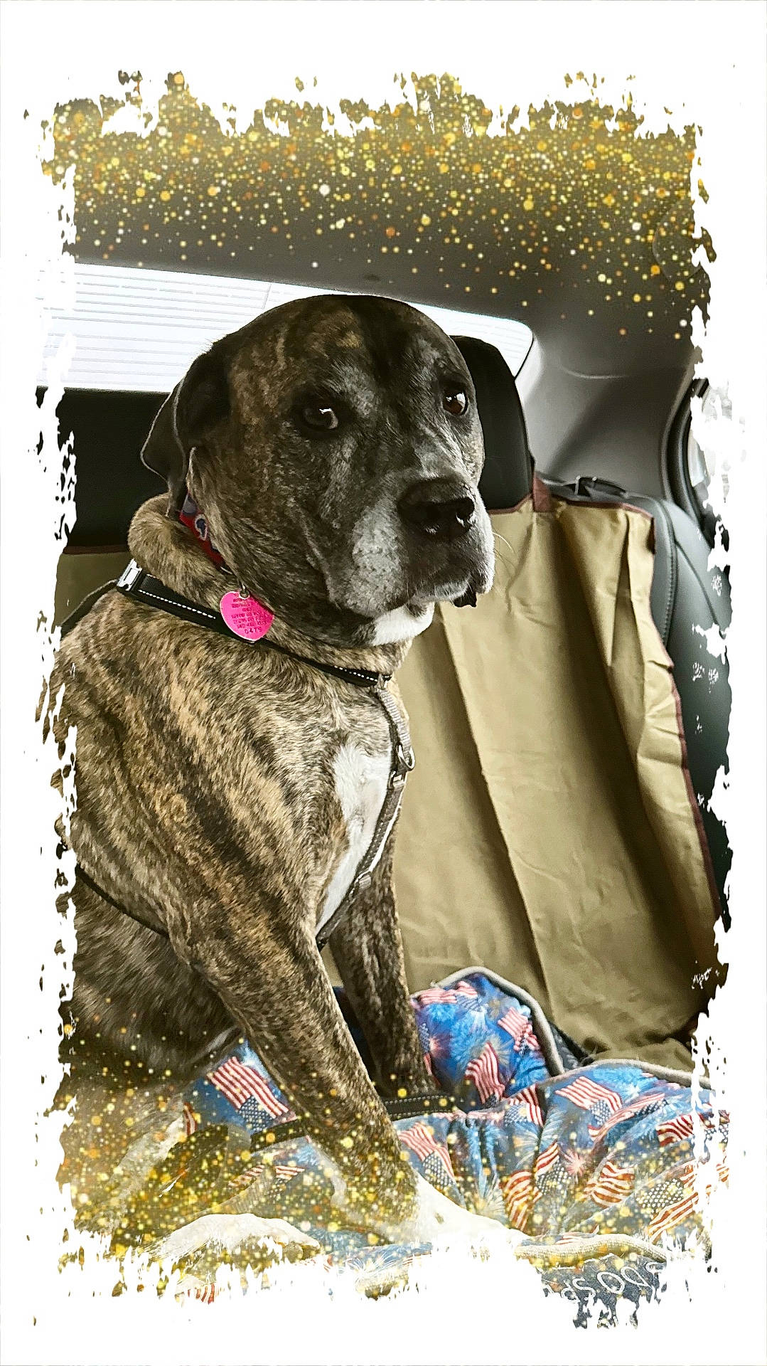 accessories, animal, belt, blanket, boxer, bulldog, canine, car, car_interior, cushion, dog, greatdane, homedecor, hound, labradorretriever, pet, photography, pitbull, pointer, puppy