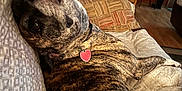 Bella Chastain joined the competition — help win amazing prizes! animal, brindle, canine, collar, comfort, couch, cozy, decor, dog, domestic, furniture, home, indoor, living_room, looking_back, pet, pillow, relaxed, resting, wood_floor