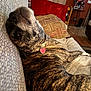 Bella Chastain joined the competition — help win amazing prizes! dog, brindle, couch, pillow, indoor, pet, relaxed, animal, collar, furniture, home, living_room, wood_floor, decor, resting, canine, looking_back, comfort, domestic, cozy