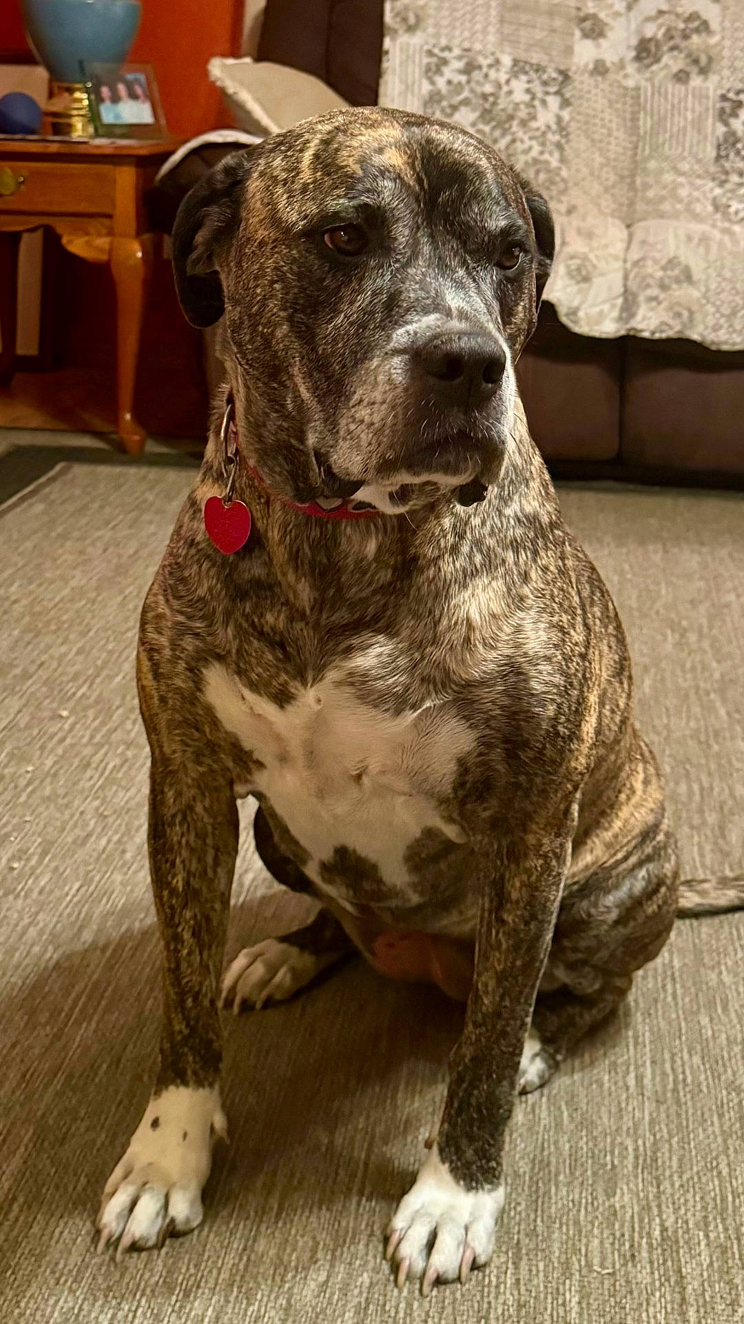 animal, boxer, bulldog, canine, dog, furniture, greatdane, hound, indoors, interiordesign, pet, pitbull, pointer, puppy, snout, wood