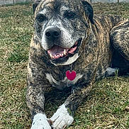 Bella Chastain joined the competition — help win amazing prizes! dog, brindle, canine, pet, grass, outdoor, animal, mammal, lying_down, happy, tongue_out, paws, collar, tag, brick_wall, nature, closeup, friendly, domestic_animal, resting