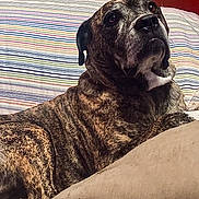 Bella Chastain joined the competition — help win amazing prizes! dog, brindle, couch, striped_blanket, indoor, pet, animal, fur, relaxed, looking_up, comfortable, mammal, domestic_animal, home, resting, large_dog, canine, furniture, texture, curious