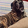 dog, brindle, couch, striped_blanket, indoor, pet, animal, fur, relaxed, looking_up, comfortable, mammal, domestic_animal, home, resting, large_dog, canine, furniture, texture, curious