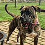 dog, brindle, ball, collar, pet, outdoor, grass, fence, brick_patio, playful, canine, animal, muzzle, tail, ears, white_paws, daylight, yard, domestic_animal, standing