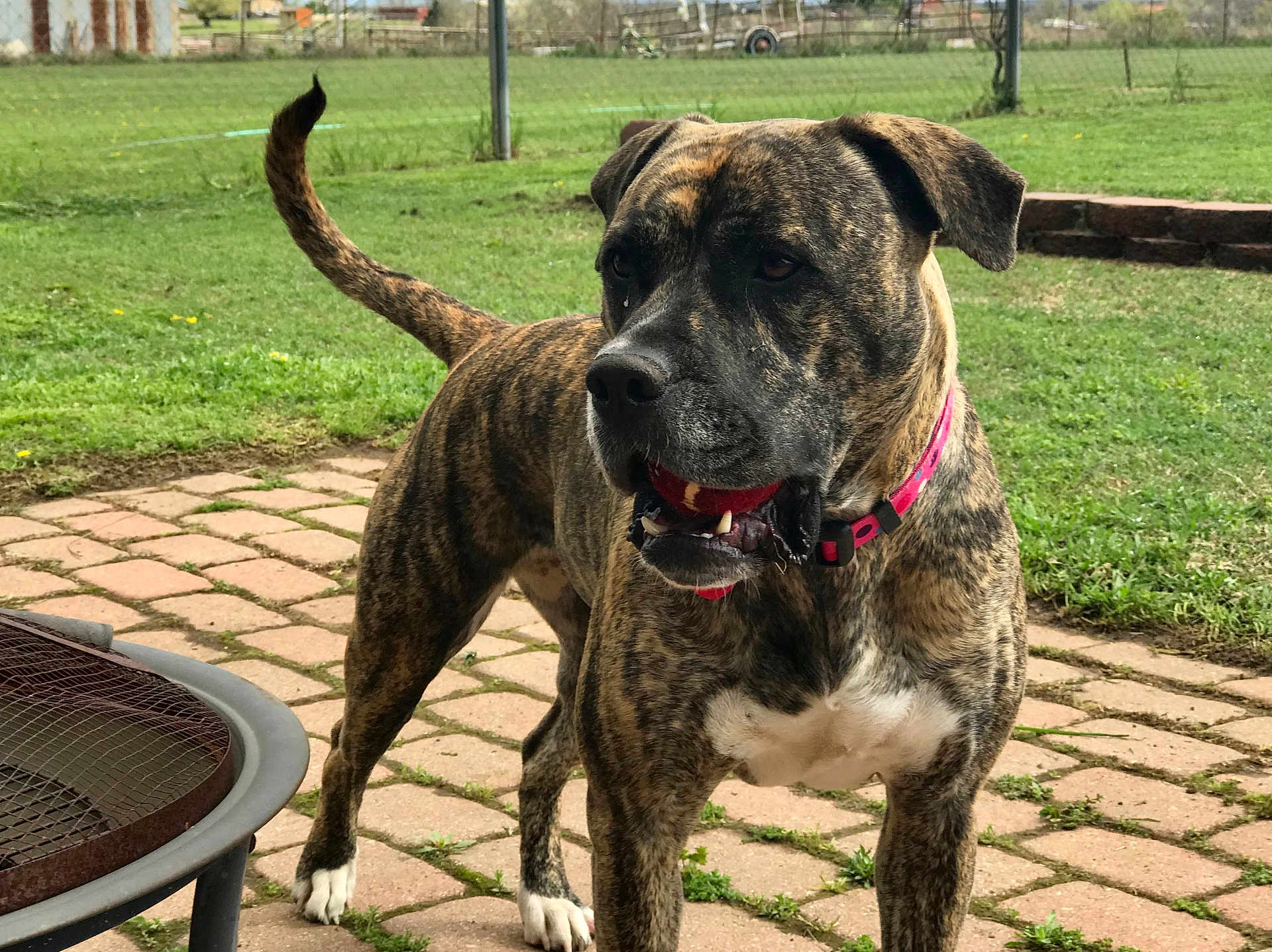Bella