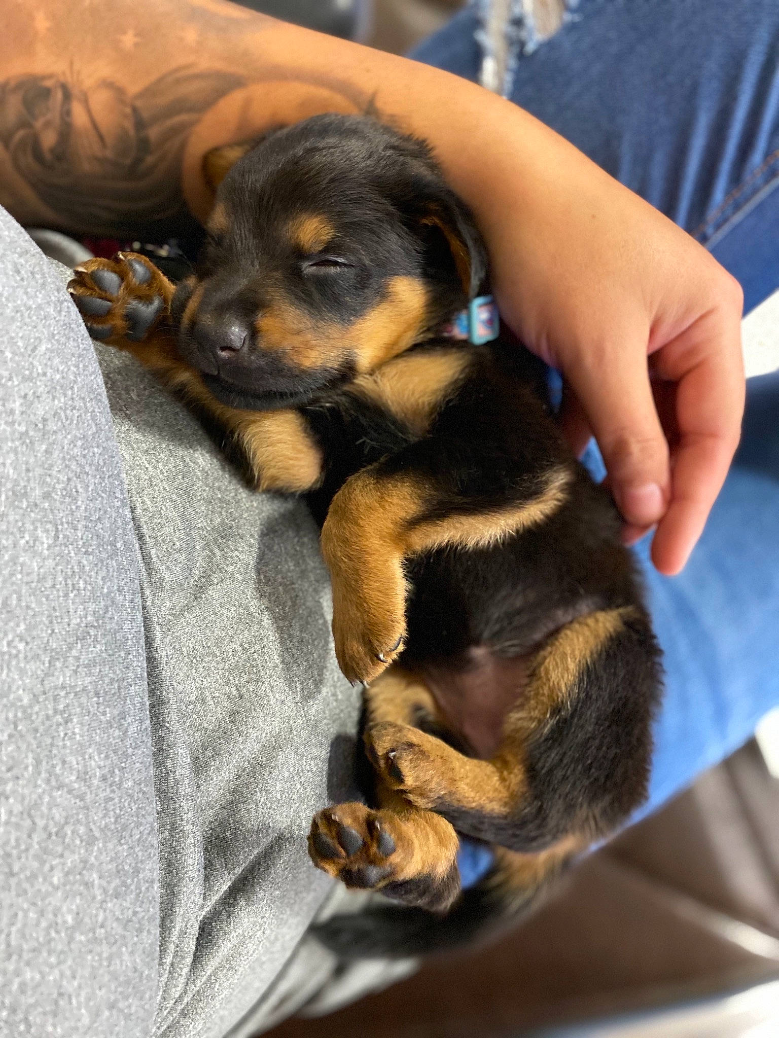 Lucifer is registered to the contest to win money with this photo: black_and_tan_terrier, border_terrier, canidae, carnivore, companion_dog, dog, dog_breed, fawn, mammal, paw, puppy, puppy_love, snout, vertebrate