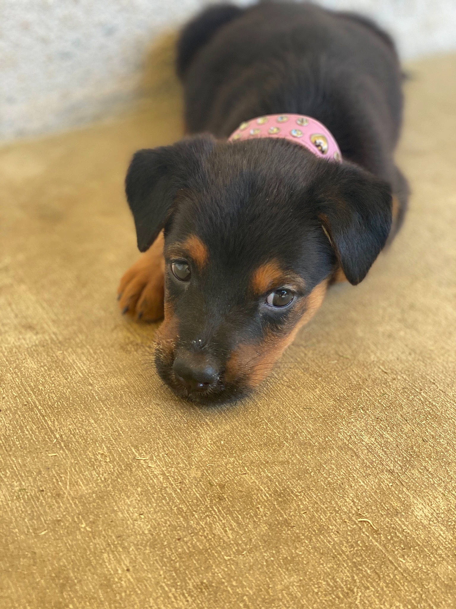 Lucifer is registered to the contest to win money with this photo: black_and_tan_terrier, canidae, carnivore, companion_dog, dog, dog_breed, fawn, german_pinscher, mammal, miniature_pinscher, pinscher, prazsky_krysarik, puppy, rare_breed_dog, skin, snout, toy_dog, toy_manchester_terrier, vertebrate, working_dog