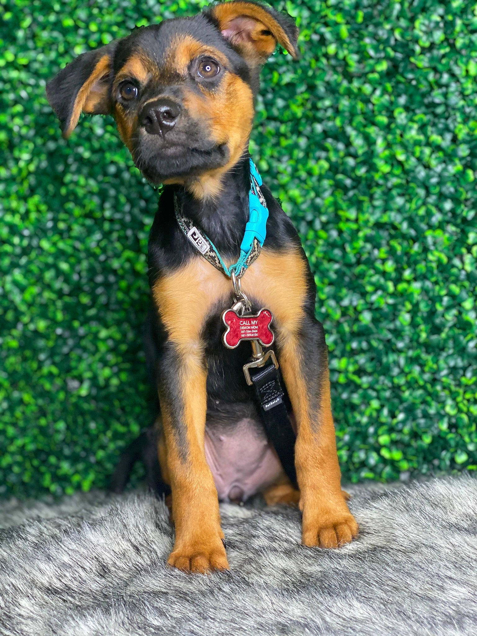 Lucifer is registered to the contest to win money with this photo: black_and_tan_terrier, canidae, carlin_pinscher, carnivore, companion_dog, dog, dog_breed, dog_collar, fawn, german_pinscher, mammal, miniature_pinscher, pinscher, puppy, rare_breed_dog, snout, sporting_group, vertebrate