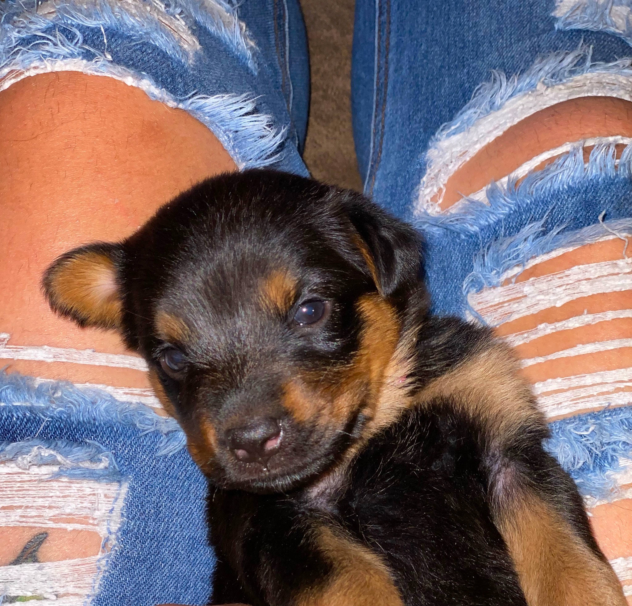 Lucifer joined the competition — help win amazing prizes! beauceron, black_and_tan_terrier, canidae, carnivore, companion_dog, dog, dog_breed, ear, huntaway, jagdterrier, mammal, miniature_pinscher, puppy, snout, sporting_group, toy_manchester_terrier, vertebrate