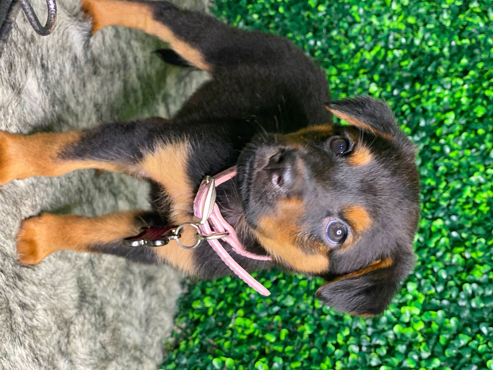 Lucifer joined the competition — help win amazing prizes! austrian_black_and_tan_hound, beauceron, black_and_tan_terrier, canidae, carnivore, dog, dog_breed, fawn, grass, huntaway, mammal, puppy, rottweiler, snout, sporting_group, transylvanian_hound, vertebrate, working_dog