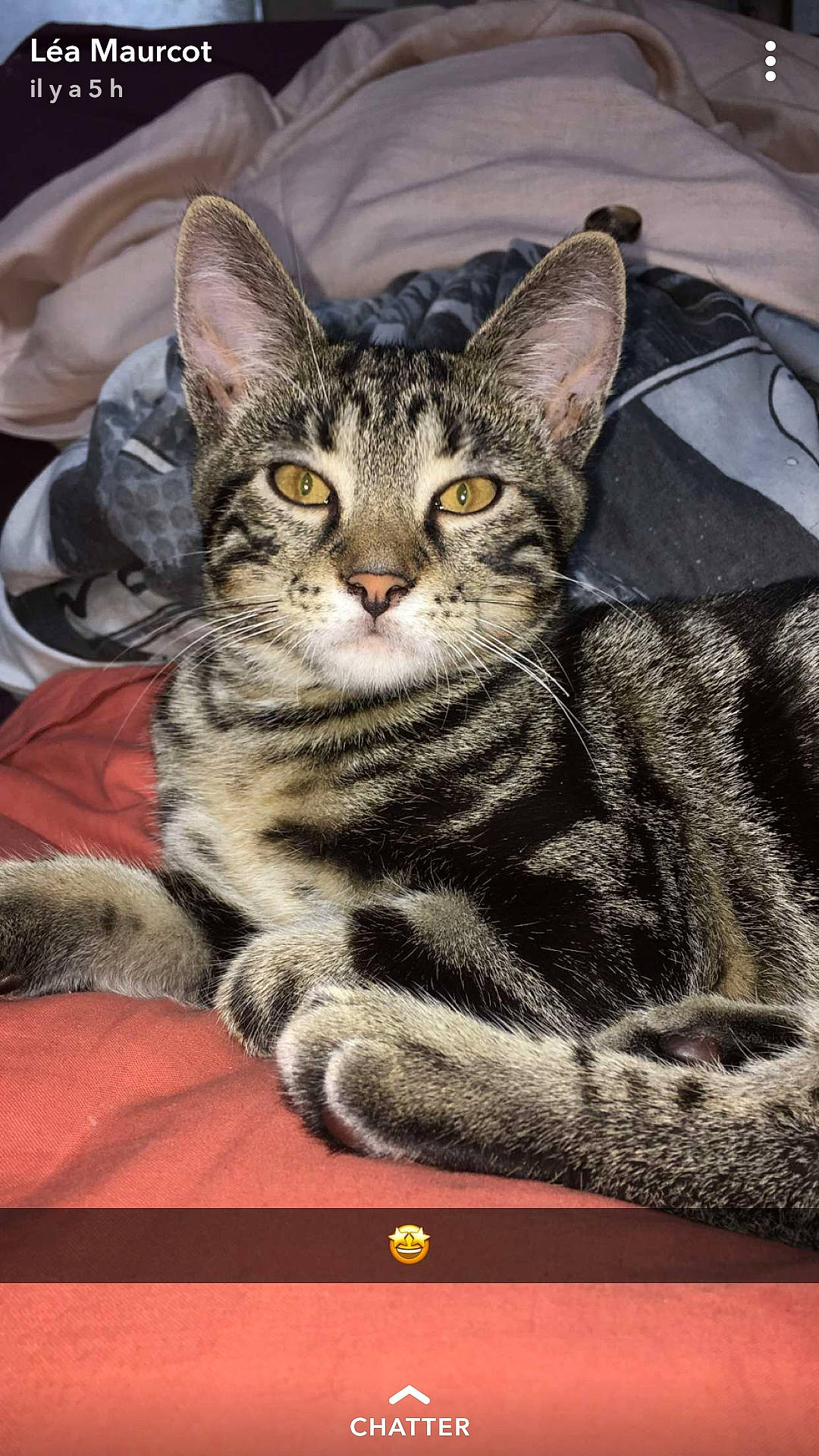 Leïko participe au concours pour gagner de l'argent avec cette photo : american_shorthair, american_wirehair, asian, australian_mist, california_spangled, carnivore, cat, domestic_short_haired_cat, dragon_li, egyptian_mau, european_shorthair, felidae, kitten, mammal, ocicat, small_to_medium_sized_cats, tabby_cat, vertebrate, whiskers