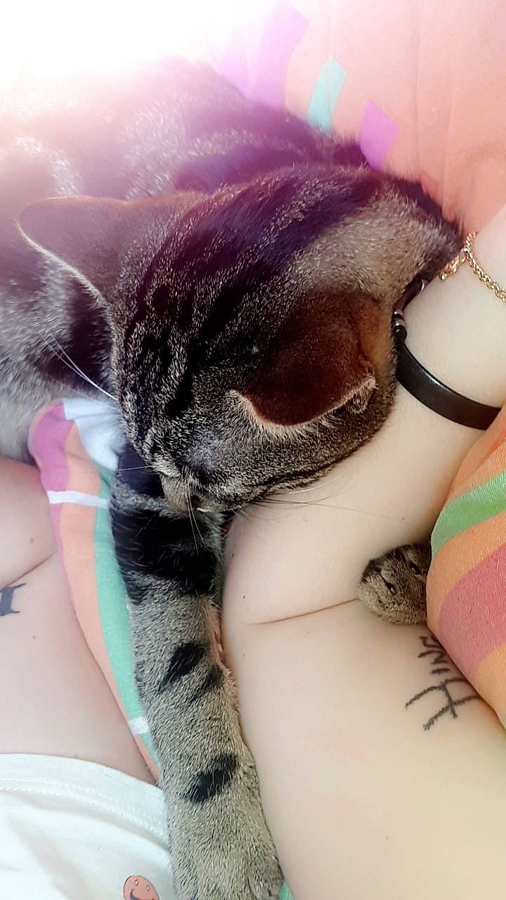 Leïko participe au concours pour gagner de l'argent avec cette photo : asian, carnivore, cat, domestic_short_haired_cat, fawn, felidae, fur, hand, kitten, nail, skin, small_to_medium_sized_cats, whiskers