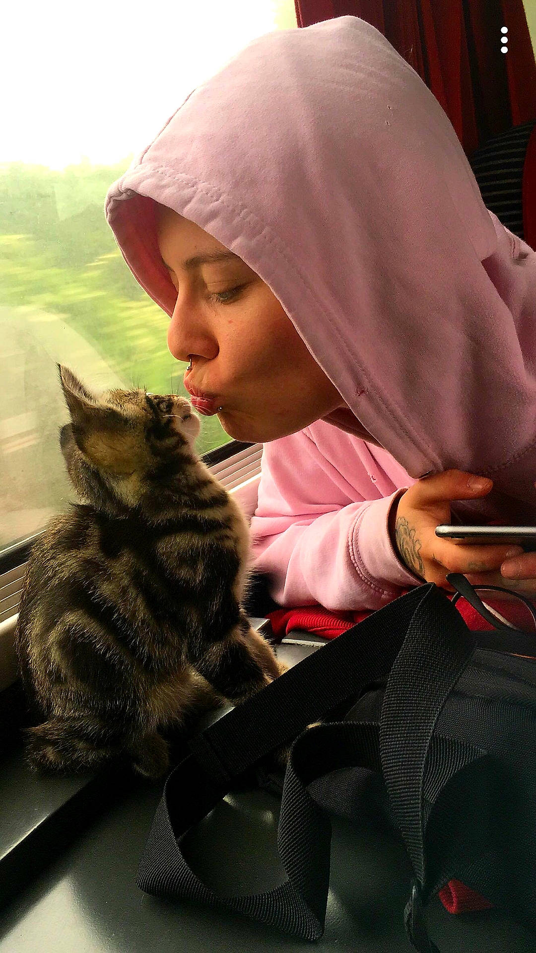 Leïko a rejoint le concours — aidez-le/la à gagner de superbes lots ! american_shorthair, asian, beanie, carnivore, cat, domestic_short_haired_cat, dragon_li, european_shorthair, felidae, small_to_medium_sized_cats, whiskers