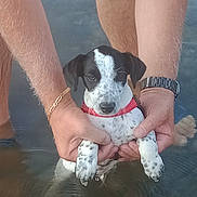 Cappuccino participe au concours pour gagner de l'argent avec cette photo : animal, black_and_white, bracelet, cute, dog, hands, holding, legs, nature, outdoor, person, pet, puppy, red_harness, shallow_water, small, spot, summer, water, wristwatch