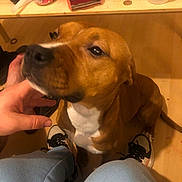 Nala a rejoint le concours — aidez-le/la à gagner de superbes lots ! adult, animal, box, can, canine, clothing, cup, dog, electronics, footwear, furniture, hound, male, man, person, pet, puppy, remotecontrol, shoe, tin