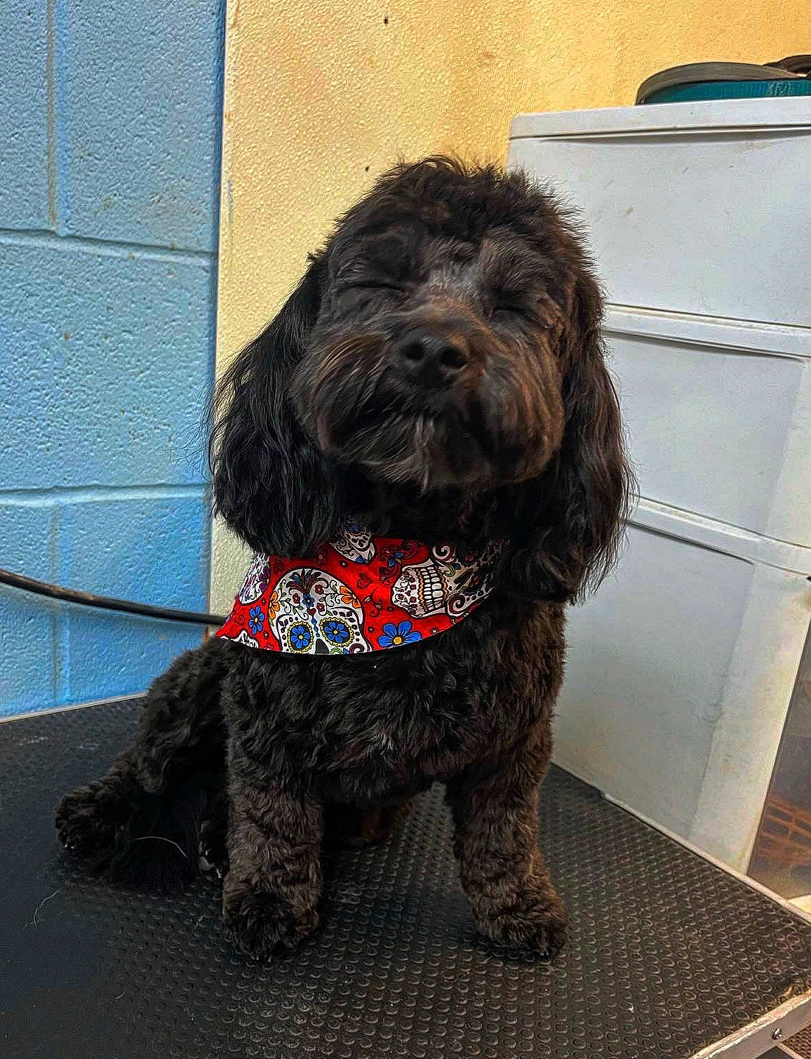 Levi joined the competition — help win amazing prizes! canidae, carnivore, collar, companion_dog, dog, dog_breed, dog_collar, dog_supply, flooring, fur, liver, non_sporting_group, pet_supply, poodle, snout, sporting_group, terrier, toy_dog, water_dog, working_animal