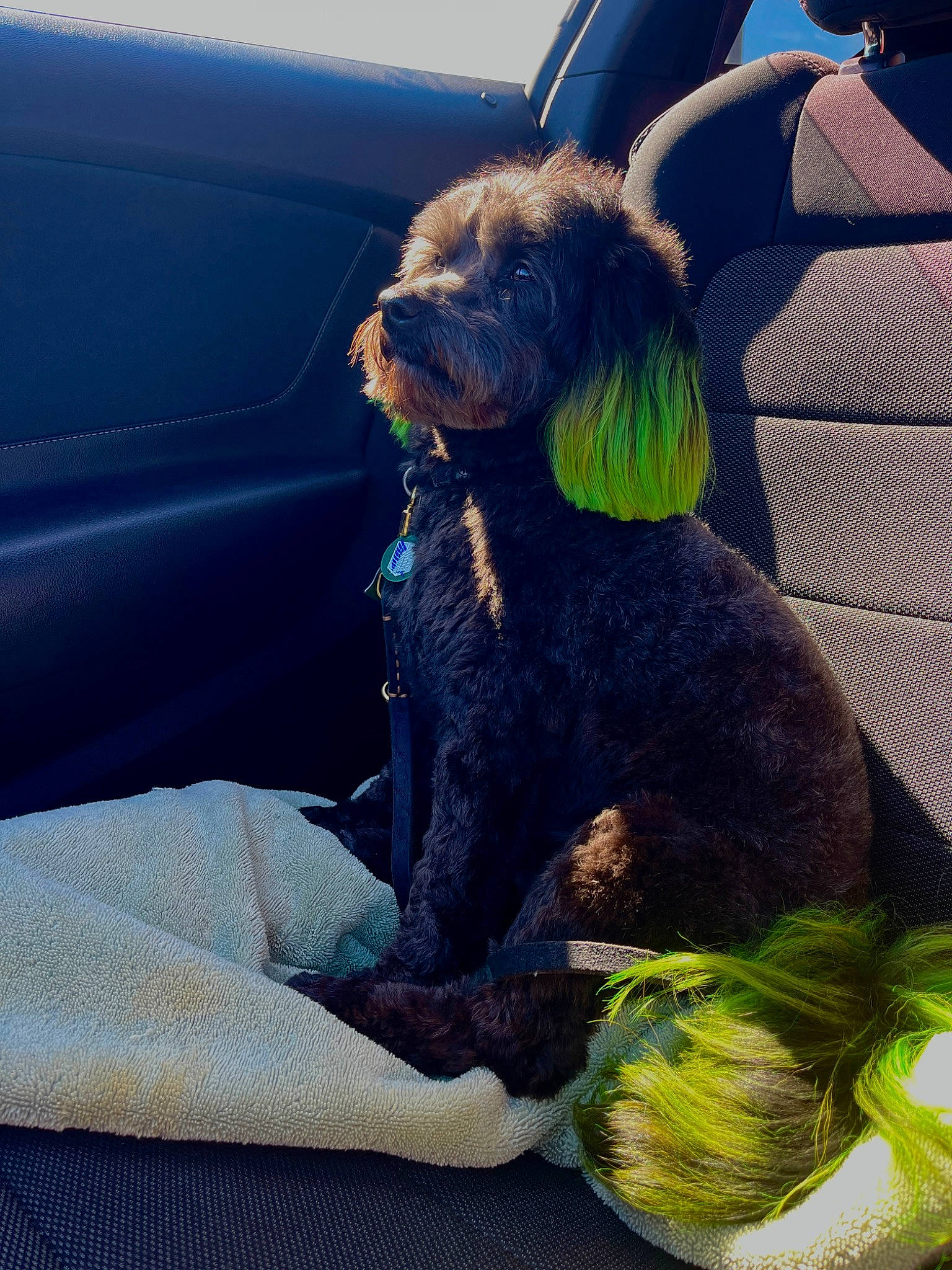 Levi joined the competition — help win amazing prizes! automotive_exterior, canidae, car, carnivore, companion_dog, dog, dog_breed, fawn, grass, green, liver, motor_vehicle, snout, sporting_group, toy_dog, vehicle, vehicle_door, window, windshield, working_animal