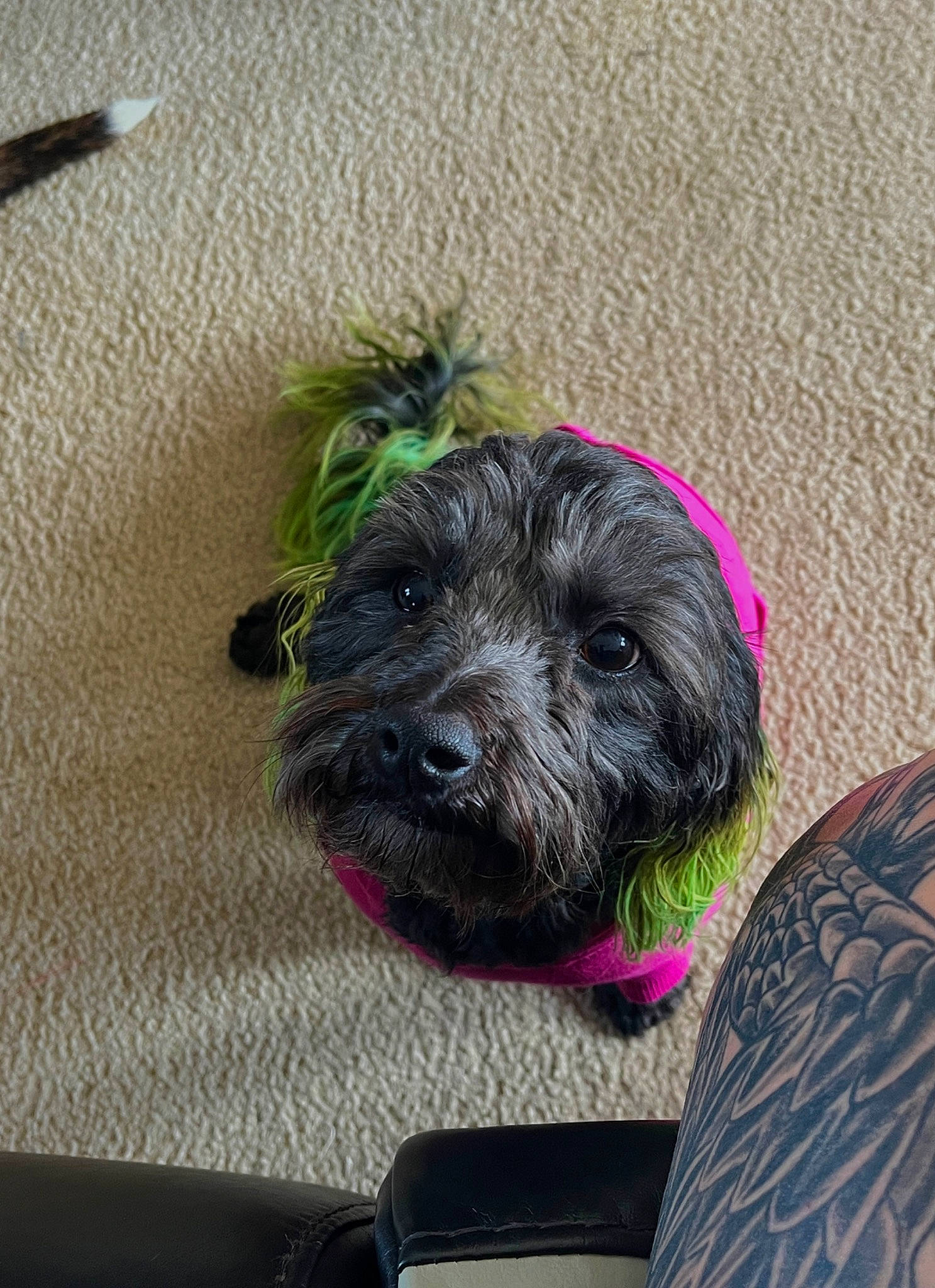 Levi joined the competition — help win amazing prizes! canidae, carnivore, circle, collar, companion_dog, dog, dog_breed, dog_collar, dog_supply, fur, liver, magenta, personal_protective_equipment, small_terrier, snout, sporting_group, terrier, toy_dog, water_dog, working_animal