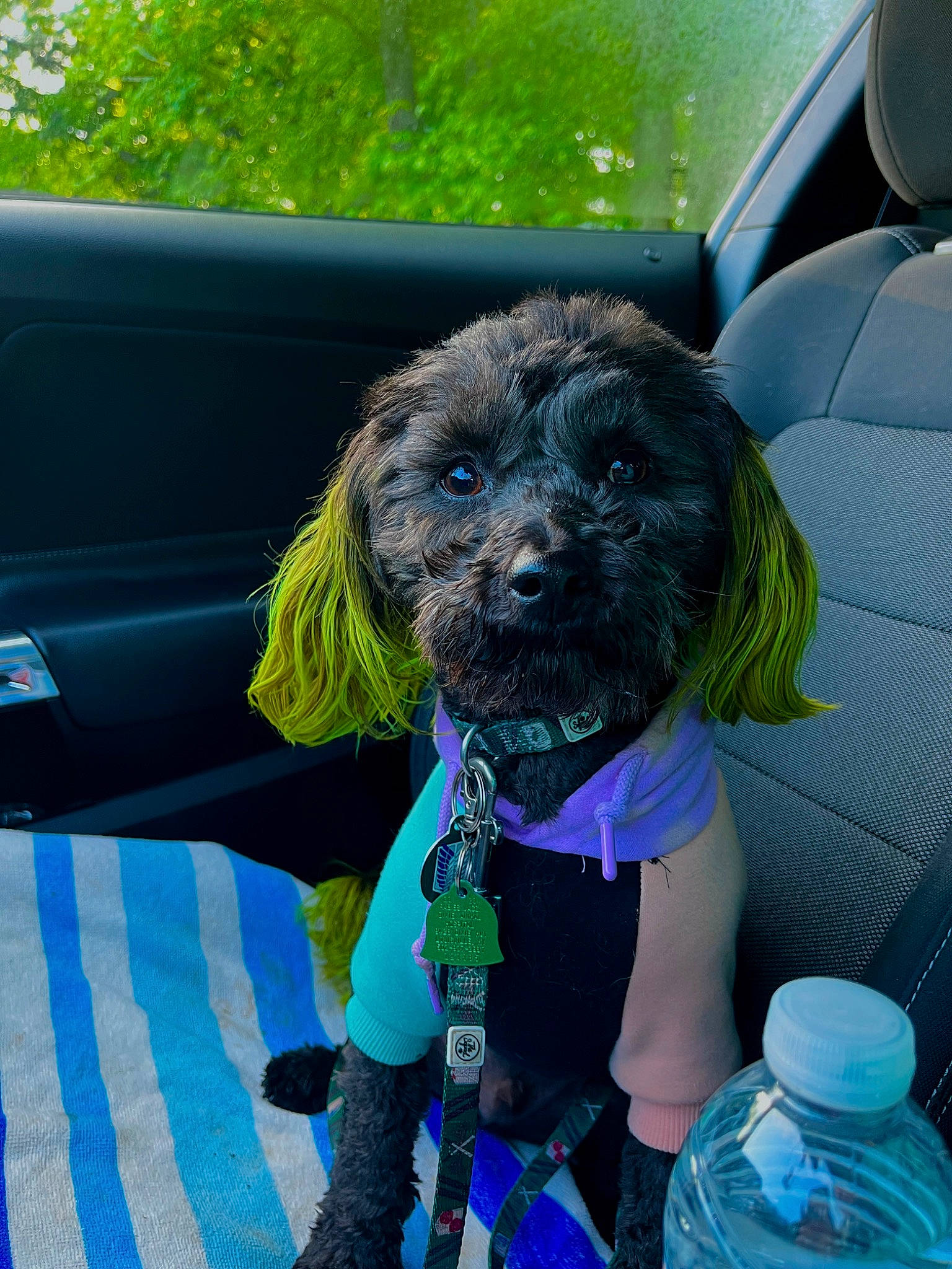 Levi joined the competition — help win amazing prizes! automotive_exterior, car, car_seat_cover, carnivore, collar, companion_dog, dog, dog_breed, dog_collar, dog_supply, electric_blue, liver, motor_vehicle, snout, sporting_group, steering_wheel, toy_dog, vehicle, vehicle_door, water