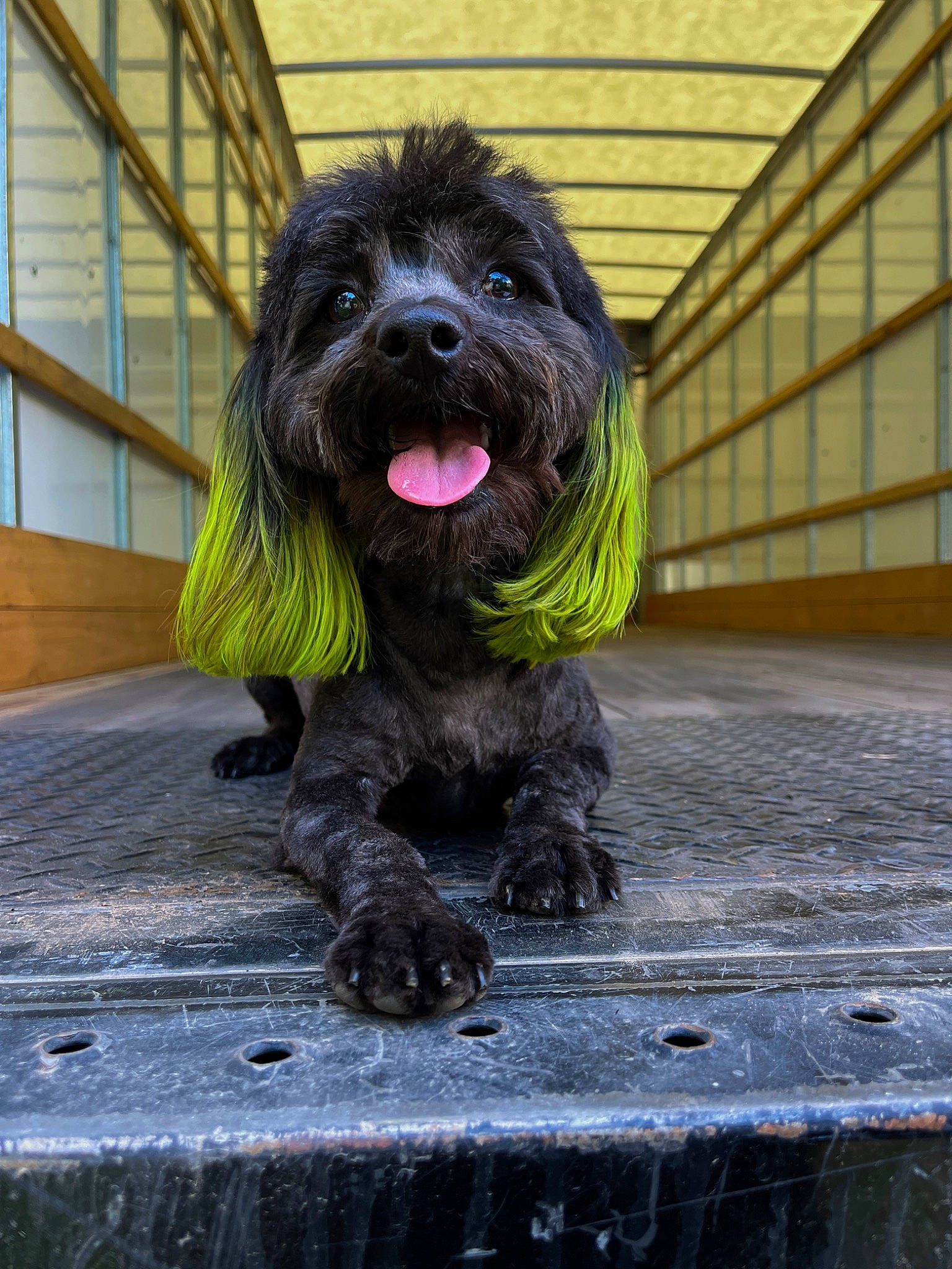 Levi is registered to the contest to win money with this photo: canidae, carnivore, companion_dog, dog, dog_breed, fur, hardwood, liver, non_sporting_group, snout, sporting_group, terrier, toy_dog, wood, working_animal, working_dog