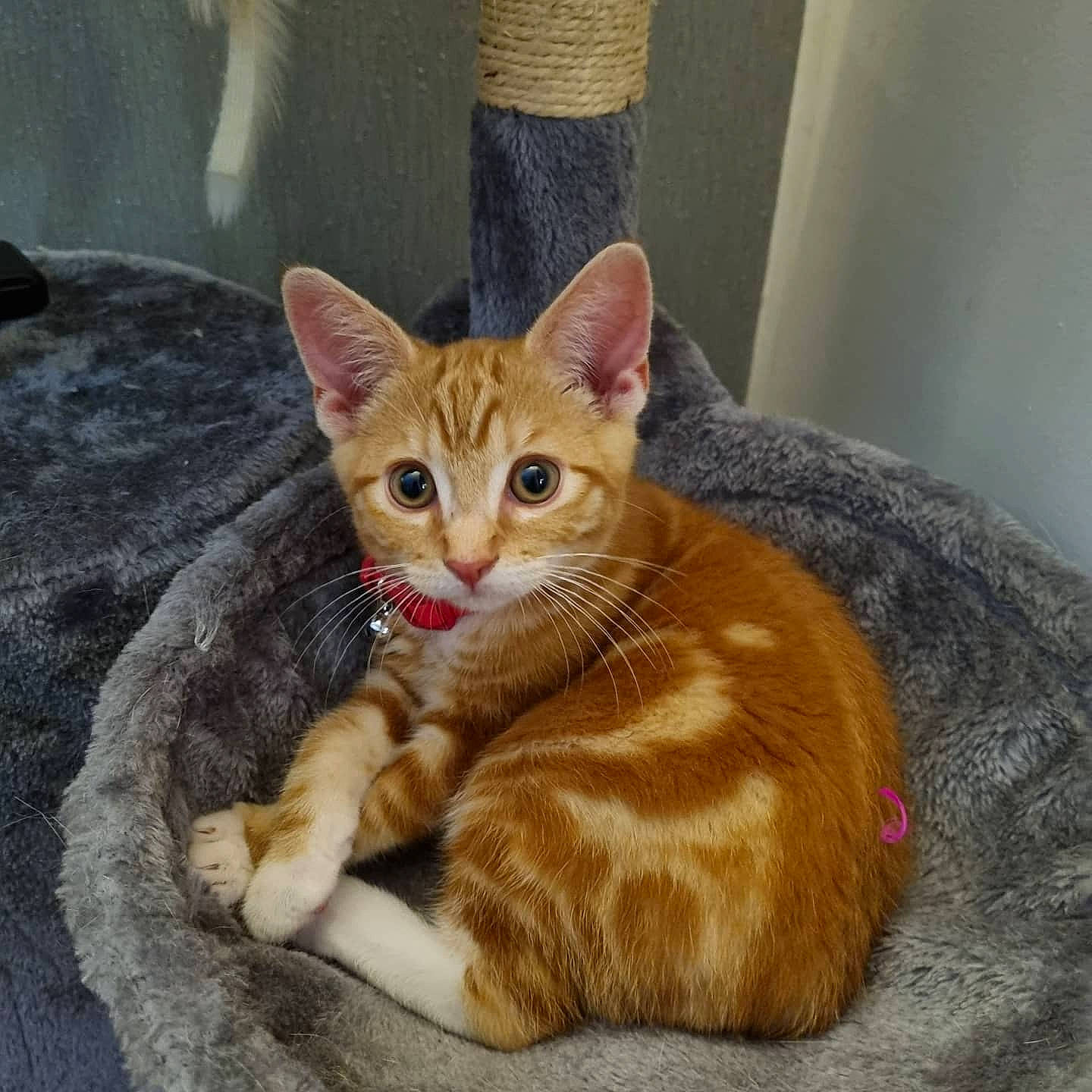 Carrot joined the competition — help win amazing prizes! carnivore, cat, claw, comfort, domestic_short_haired_cat, eye, fawn, felidae, fur, head, paw, sitting, small_to_medium_sized_cats, snout, tail, terrestrial_animal, whiskers