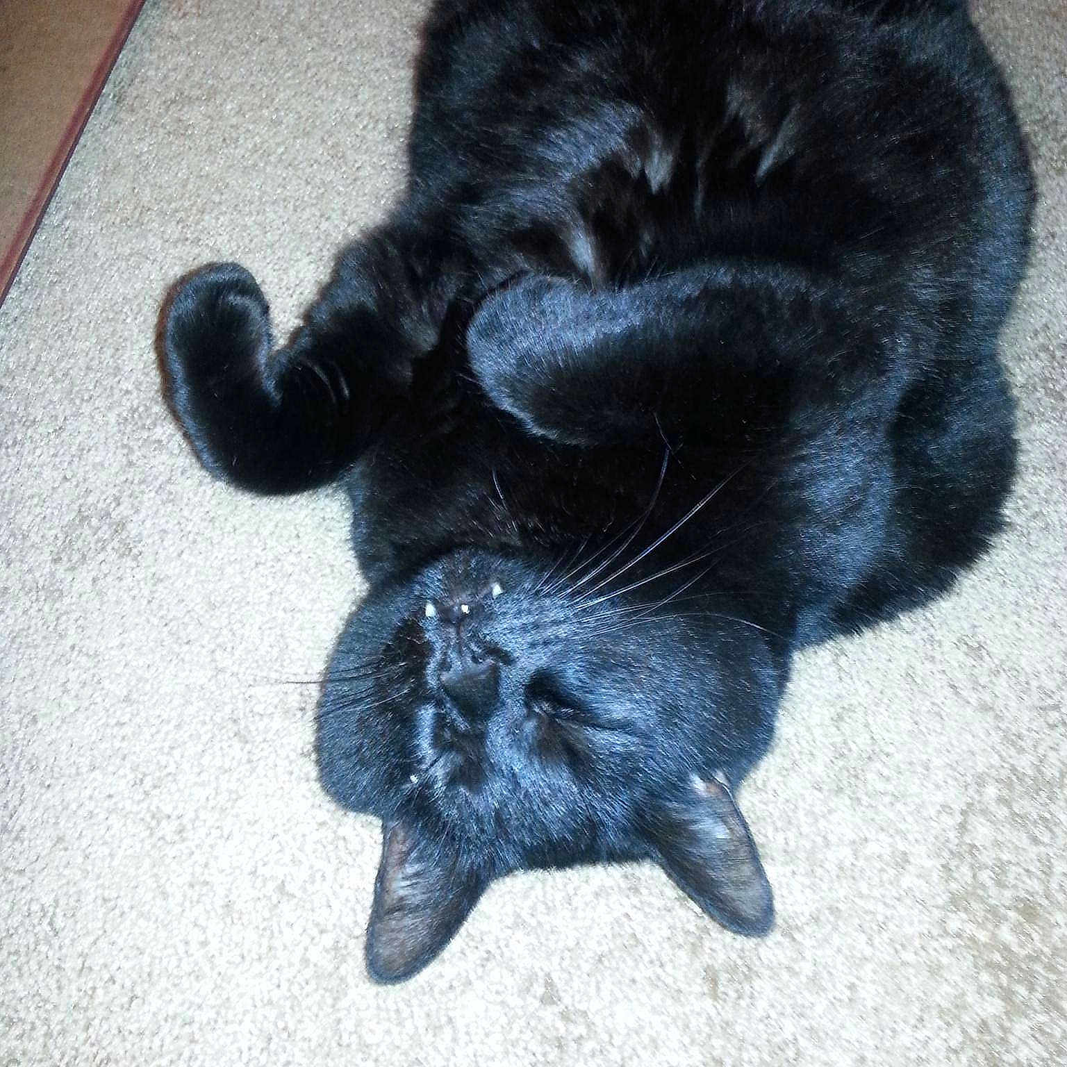 Ozzie