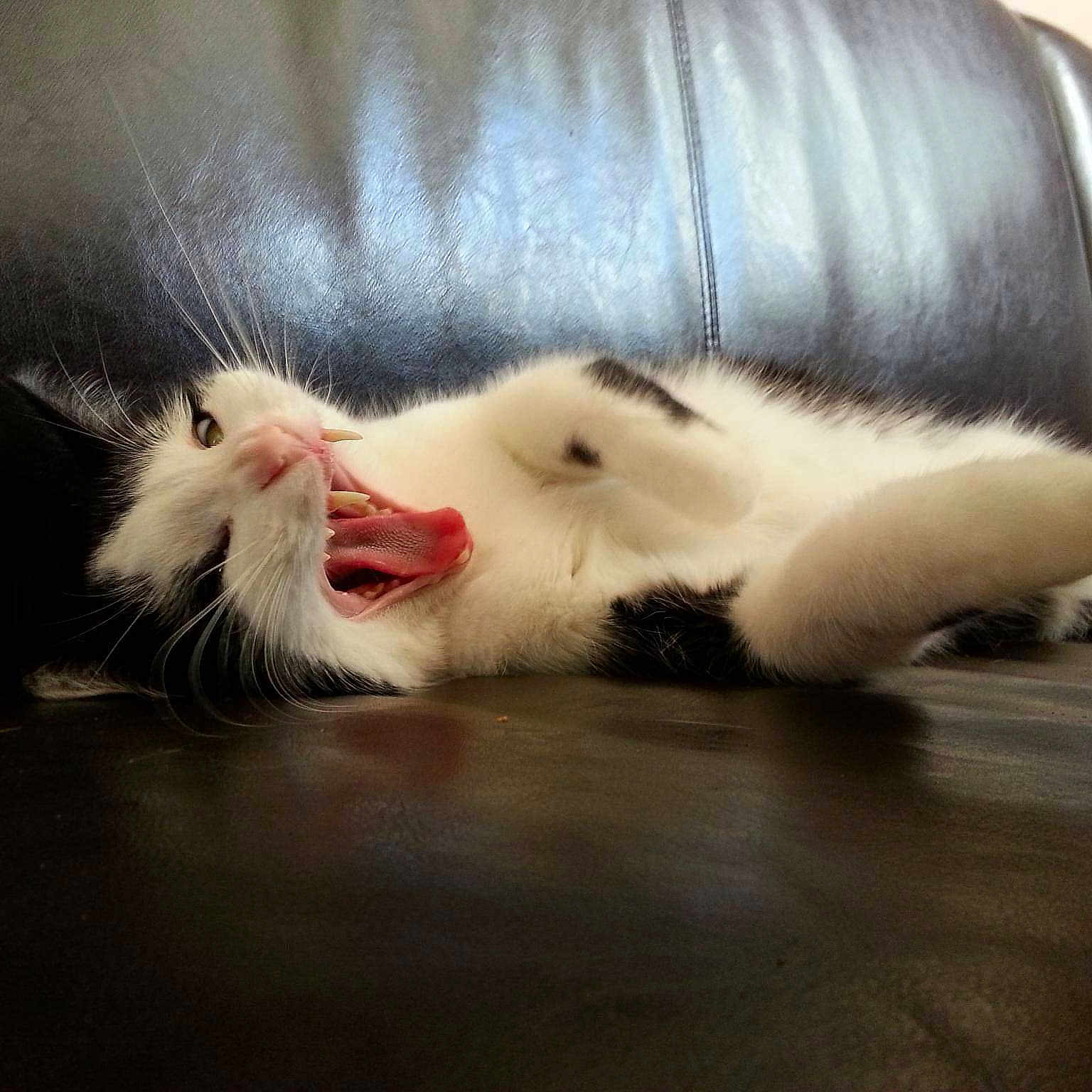 Kitty