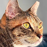 Charlee joined the competition — help win amazing prizes! animal, cat, close_up, detailed_texture, domestic_cat, ears, face, feline, focused, fur, indoor, looking_away, mammal, natural_light, pet, portrait, side_view, soft_background, whiskers, yellow_eyes