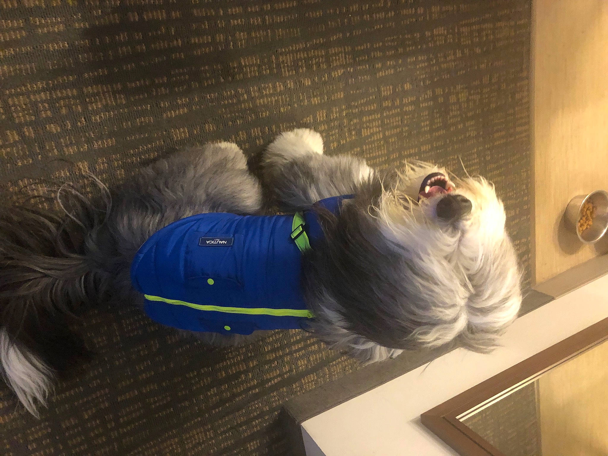 Lloyd is registered to the contest to win money with this photo: canidae, carnivore, comfort, companion_dog, dog, dog_breed, electric_blue, flooring, fur, nap, picture_frame, room, sporting_group, tail, thread, whiskers, wool