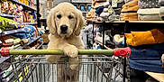 Achille participe au concours pour gagner de l'argent avec cette photo : puppy, golden_retriever, shopping_cart, pet_store, pet_supplies, dog, cute, animal, indoor, aisle, pets, pet_beds, shelves, floor, store, shopping, curious, young_dog, petsupplies, furniture