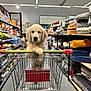 puppy, golden_retriever, shopping_cart, pet_store, pet_supplies, dog, cute, animal, indoor, aisle, pets, pet_beds, shelves, floor, store, shopping, curious, young_dog, petsupplies, furniture