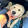 Achille participe au concours pour gagner de l'argent avec cette photo : puppy, dog, golden_retriever, pet, animal, cute, hand, watch, blanket, car_interior, footwear, jeans, comfort, love, companionship, close_up, young_dog, sitting, indoor, relaxation