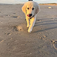 Achille a rejoint le concours — aidez-le/la à gagner de superbes lots ! animal, beach, casual_clothing, clouds, cute, dog, golden_retriever, nature, outdoor, person, pet, playful, puppy, sand, sky, summer, sunlight, tongue, walking, young_dog