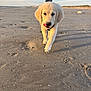 animal, beach, casual_clothing, clouds, cute, dog, golden_retriever, nature, outdoor, person, pet, playful, puppy, sand, sky, summer, sunlight, tongue, walking, young_dog