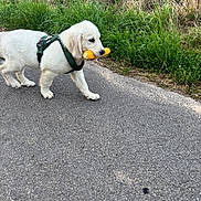 Achille a rejoint le concours — aidez-le/la à gagner de superbes lots ! puppy, dog, white_dog, toy, corn_cob, grass, outdoor, path, pavement, nature, greenery, playful, walk, pet, animal, young_dog, harness, summer, daylight, cute