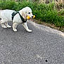 puppy, dog, white_dog, toy, corn_cob, grass, outdoor, path, pavement, nature, greenery, playful, walk, pet, animal, young_dog, harness, summer, daylight, cute