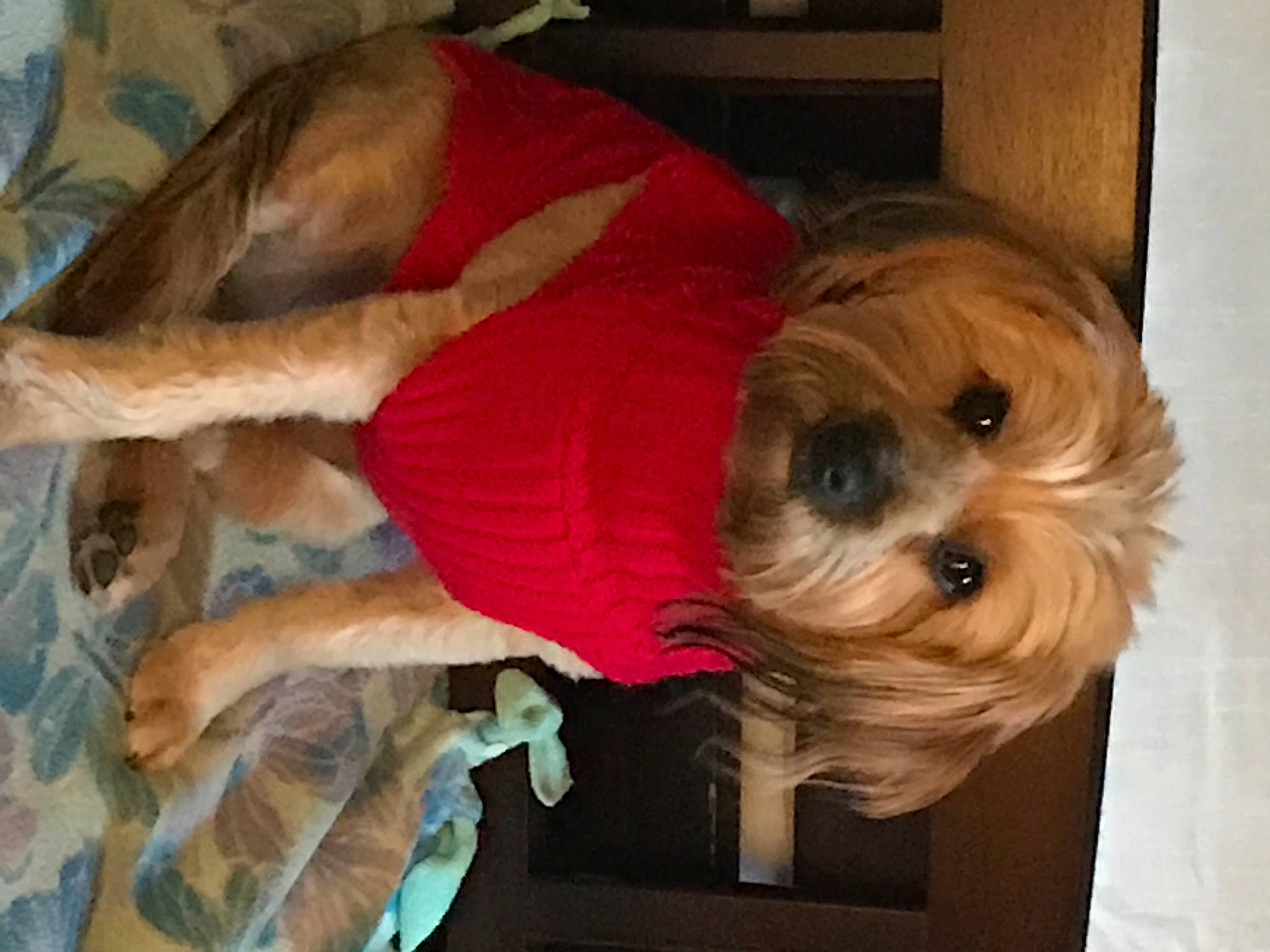 Roscoe joined the competition — help win amazing prizes! canidae, carnivore, companion_dog, dog, dog_breed, dog_clothes, dog_supply, fawn, fur, mammal, pet_supply, puppy, small_terrier, snout, sporting_group, terrier, toy_dog, vertebrate, wood_stain, working_animal