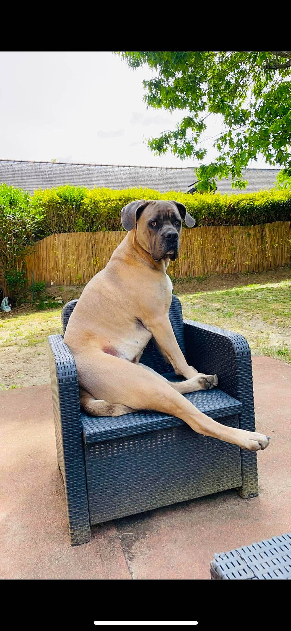 Chester a rejoint le concours — aidez-le/la à gagner de superbes lots ! canidae, carnivore, comfort, companion_dog, dog, dog_breed, fawn, grass, guard_dog, house, leisure, molosser, non_sporting_group, outdoor_furniture, plant, sky, sporting_group, tree, working_animal, working_dog