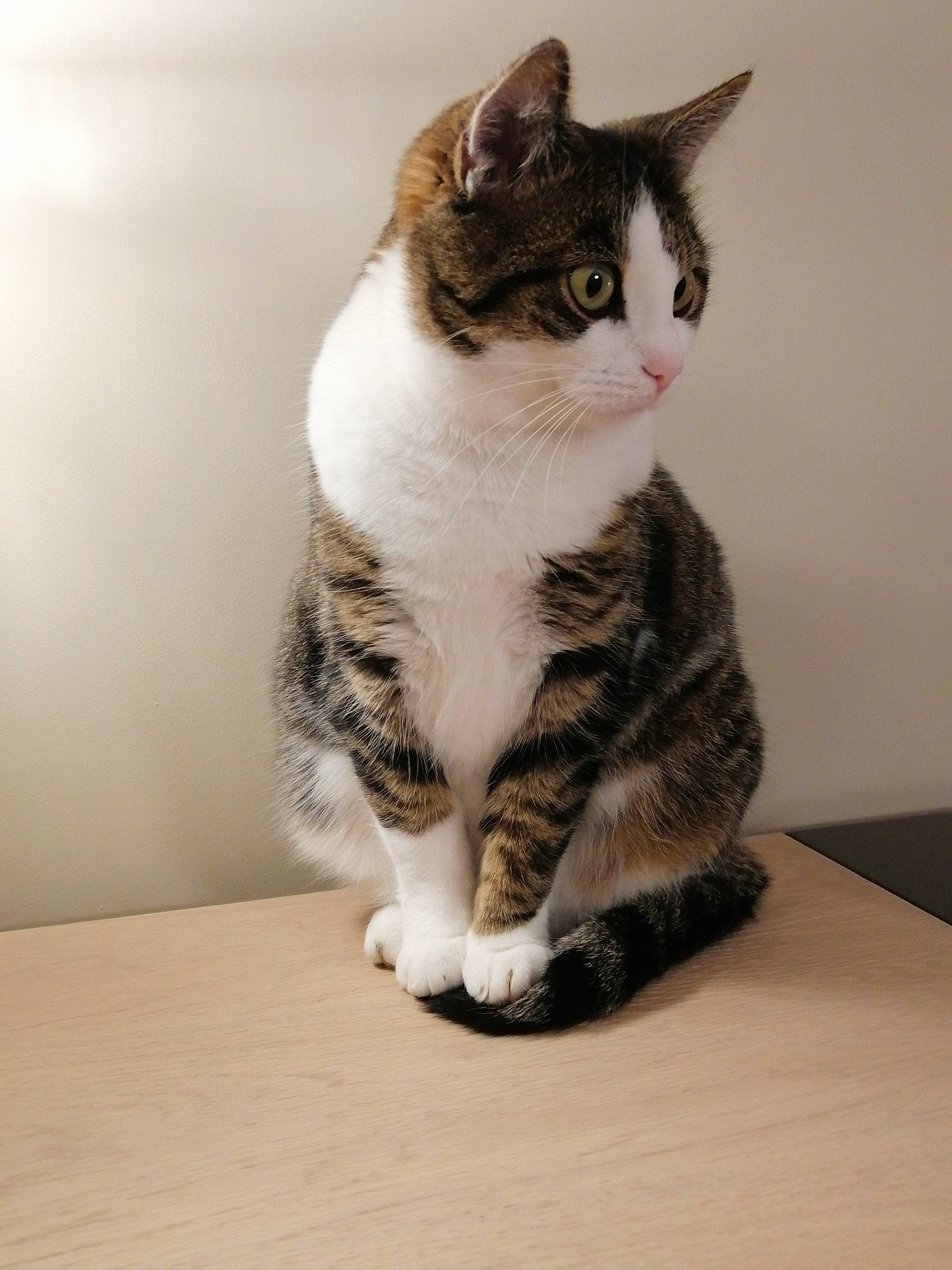 Siena a rejoint le concours — aidez-le/la à gagner de superbes lots ! carnivore, cat, comfort, domestic_short_haired_cat, eye, felidae, fur, grey, head, paw, sitting, small_to_medium_sized_cats, snout, table, tail, whiskers, wood