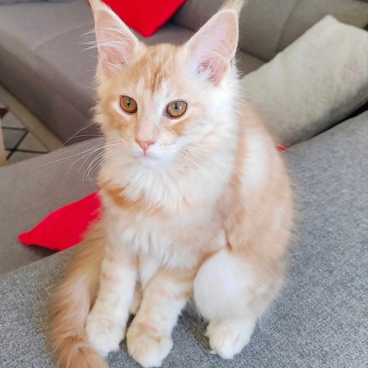 Volcan a rejoint le concours — aidez-le/la à gagner de superbes lots ! abyssinian, accessories, angora, animal, architecture, building, cat, couch, cushion, den, furniture, homedecor, indoors, interiordesign, kitten, livingroom, manx, pet, room, siamese